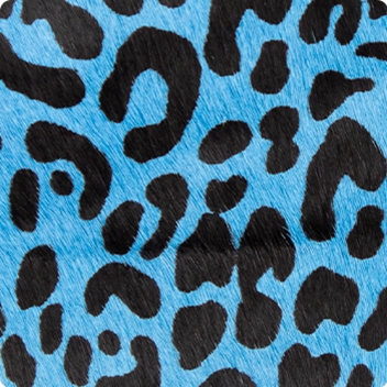 Blue Leopard
